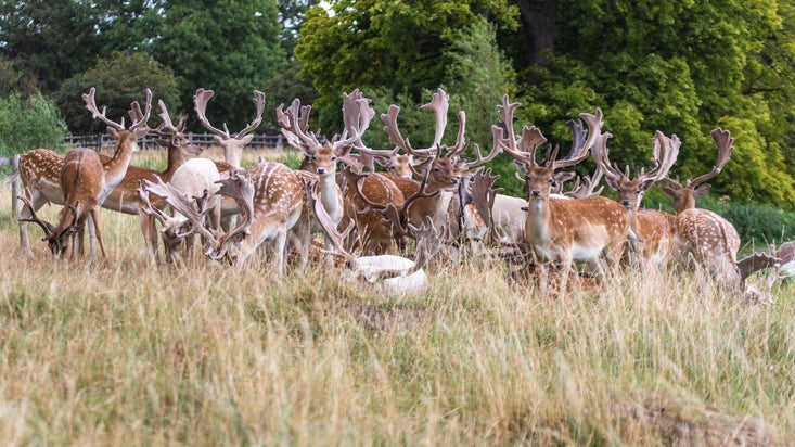 A group of male deer (bucks) are lazily looking at the camera. They antlers are covered in a soft coating. Some of them are grazing on the long grass.